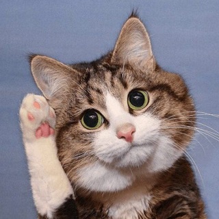 Аватар бота «🔎 RexieCat»