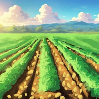 Аватар канала «Картофельные поля»