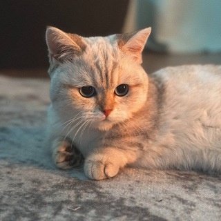 Аватар канала «арти флипает»