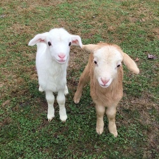 Аватар канала «чё по русскому?»