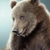 Аватар группы «Дома у медведя 🐻»